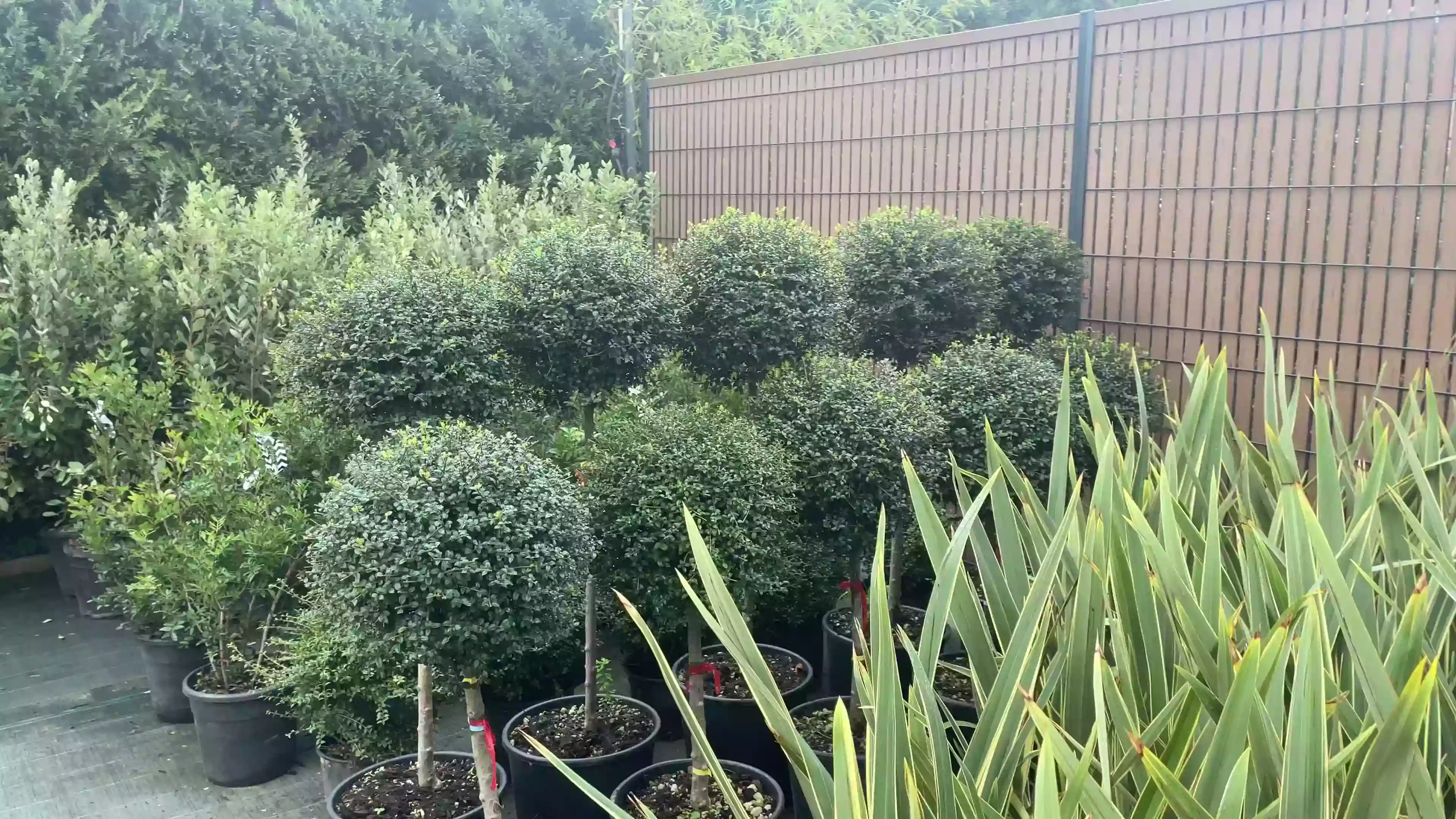 Arbustes topiaires pépinière
